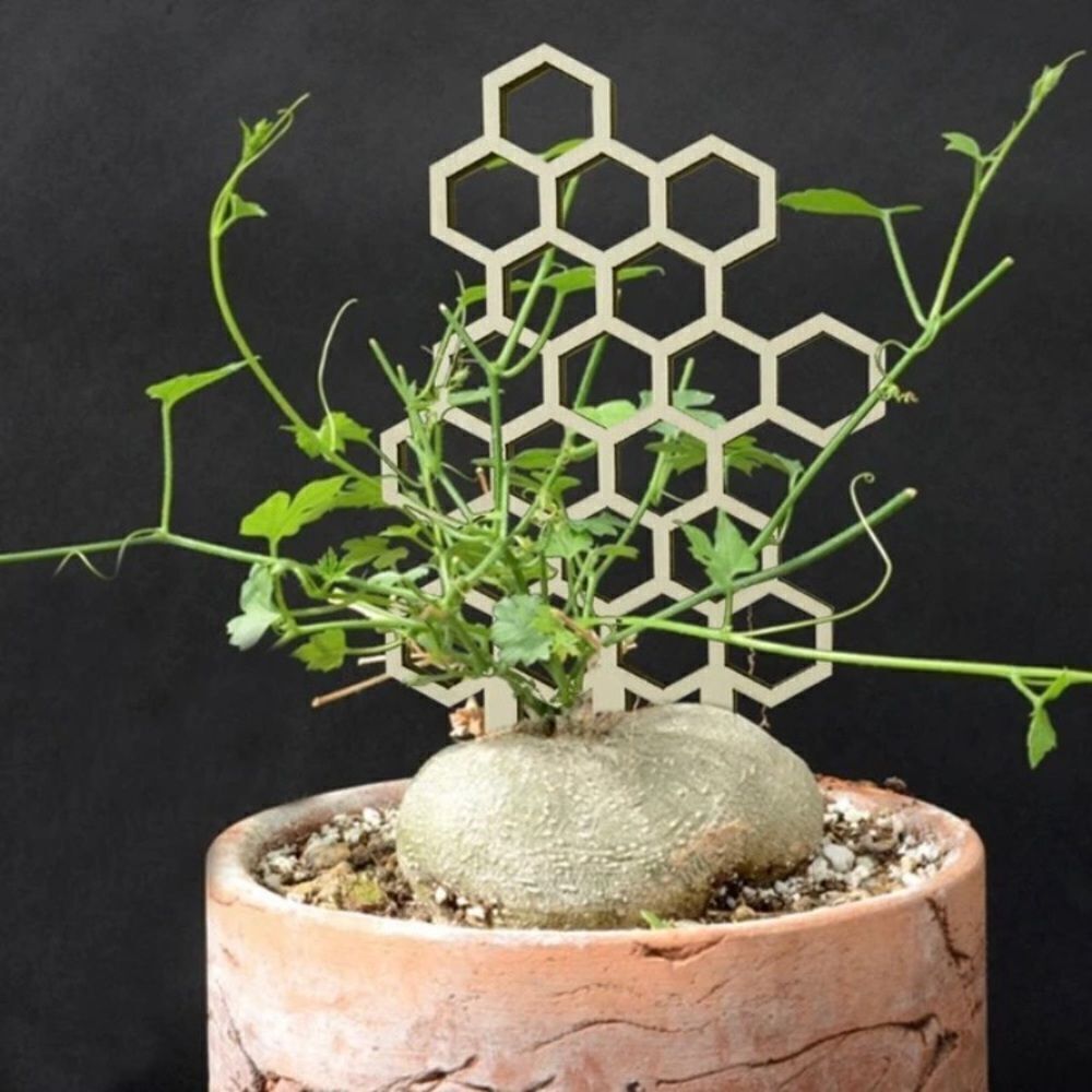 Set of 3 Mini Trellis